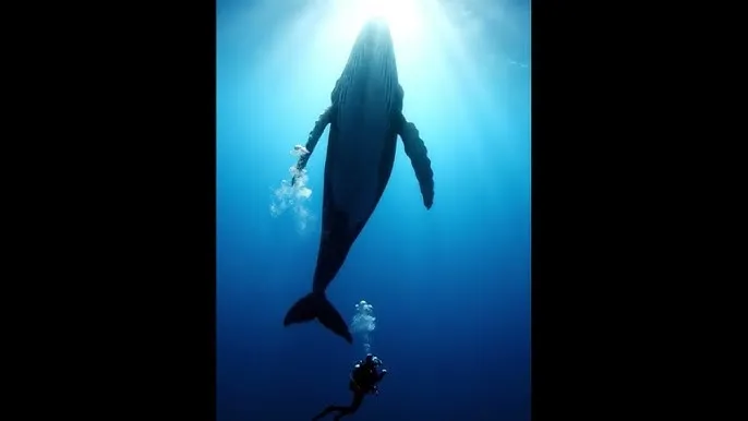 放牛班的春天国语 - 深蓝星球：探索海洋深处的未知世界